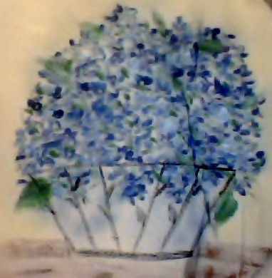 Hydranga's In the South