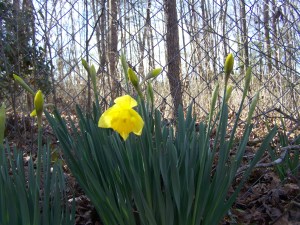 First Signs of Spring! 001