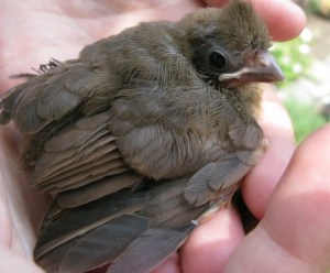 Baby-Cardinal-in-Hands_iab