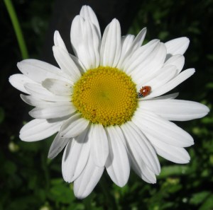Daisy flower