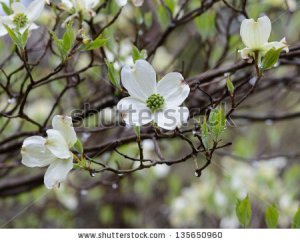 Rainy dogwoods