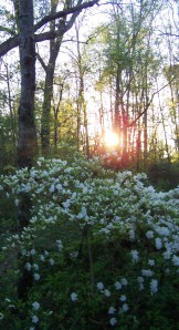 This is the Day that the Lord hath made, We will rejoice and be glad in it!