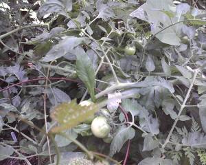 Boys Tomato vines
