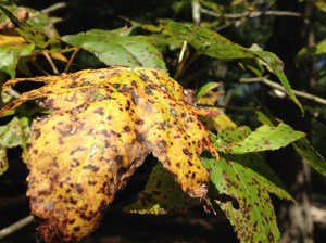 Fall leaf that is dying