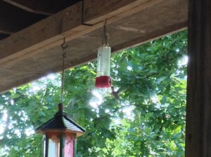 Hummingbird vs. Hornet